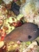giant moray 3.jpg